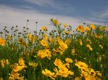 Field of flowers