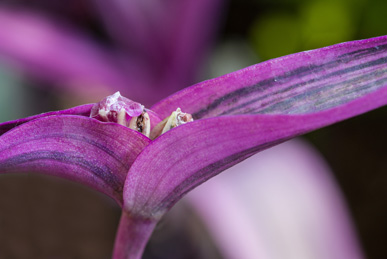 Vibrant pink plant