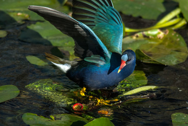 Brightly colored bird